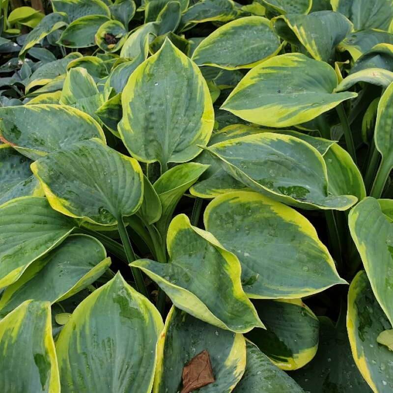 Frances Williams Hosta Seeds - Flower Plant