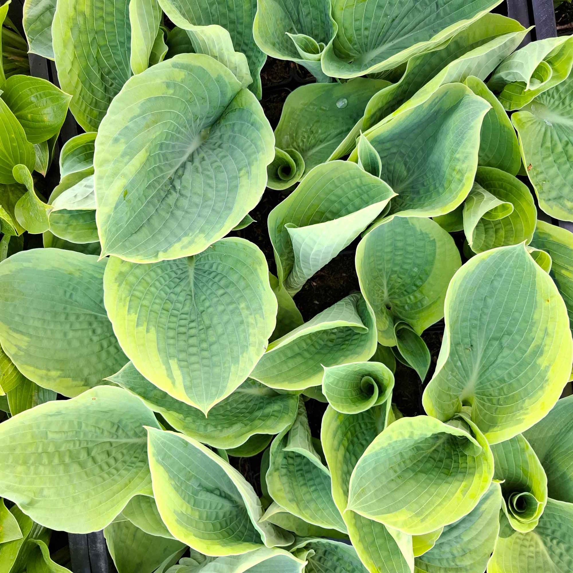 Frances Williams Hosta Seeds - Flower Plant
