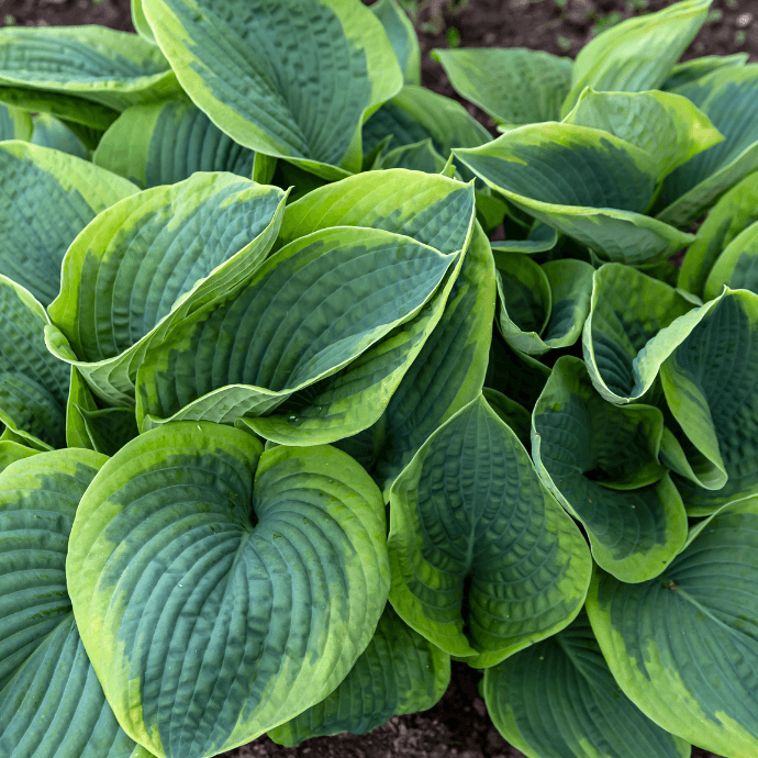 Frances Williams Hosta Seeds - Flower Plant