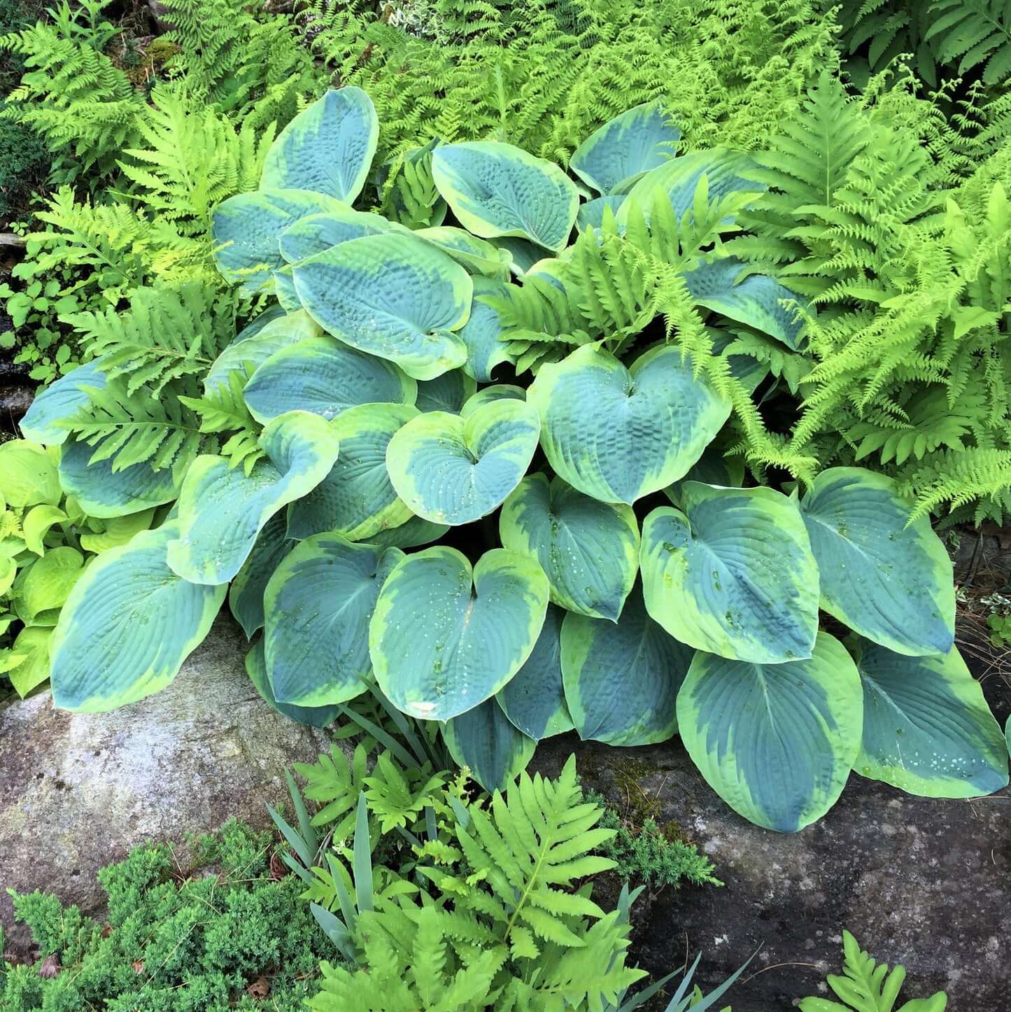 Frances Williams Hosta Seeds - Flower Plant