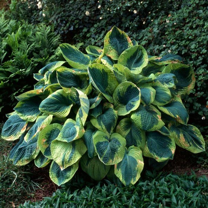 Frances Williams Hosta Seeds - Flower Plant