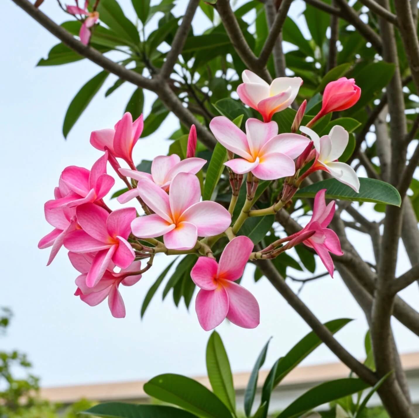 Frangipani Seeds