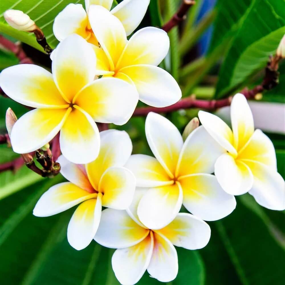 Frangipani Seeds