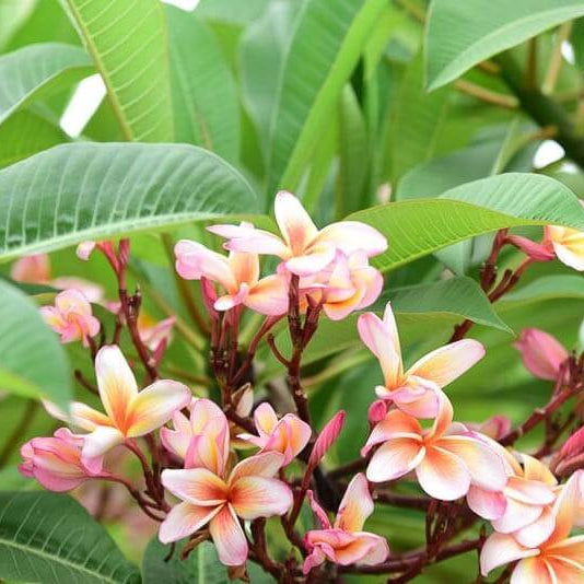 Frangipani Seeds