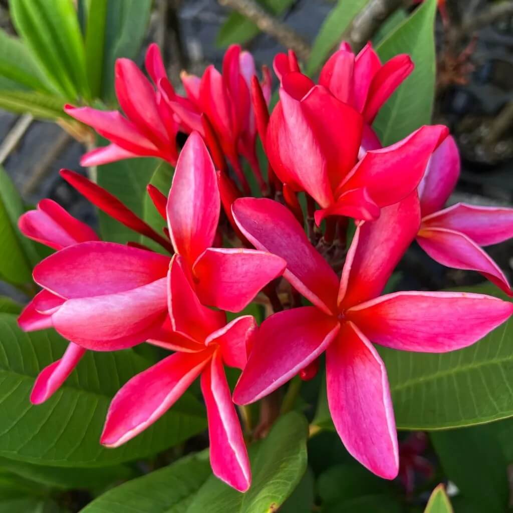 Frangipani Seeds