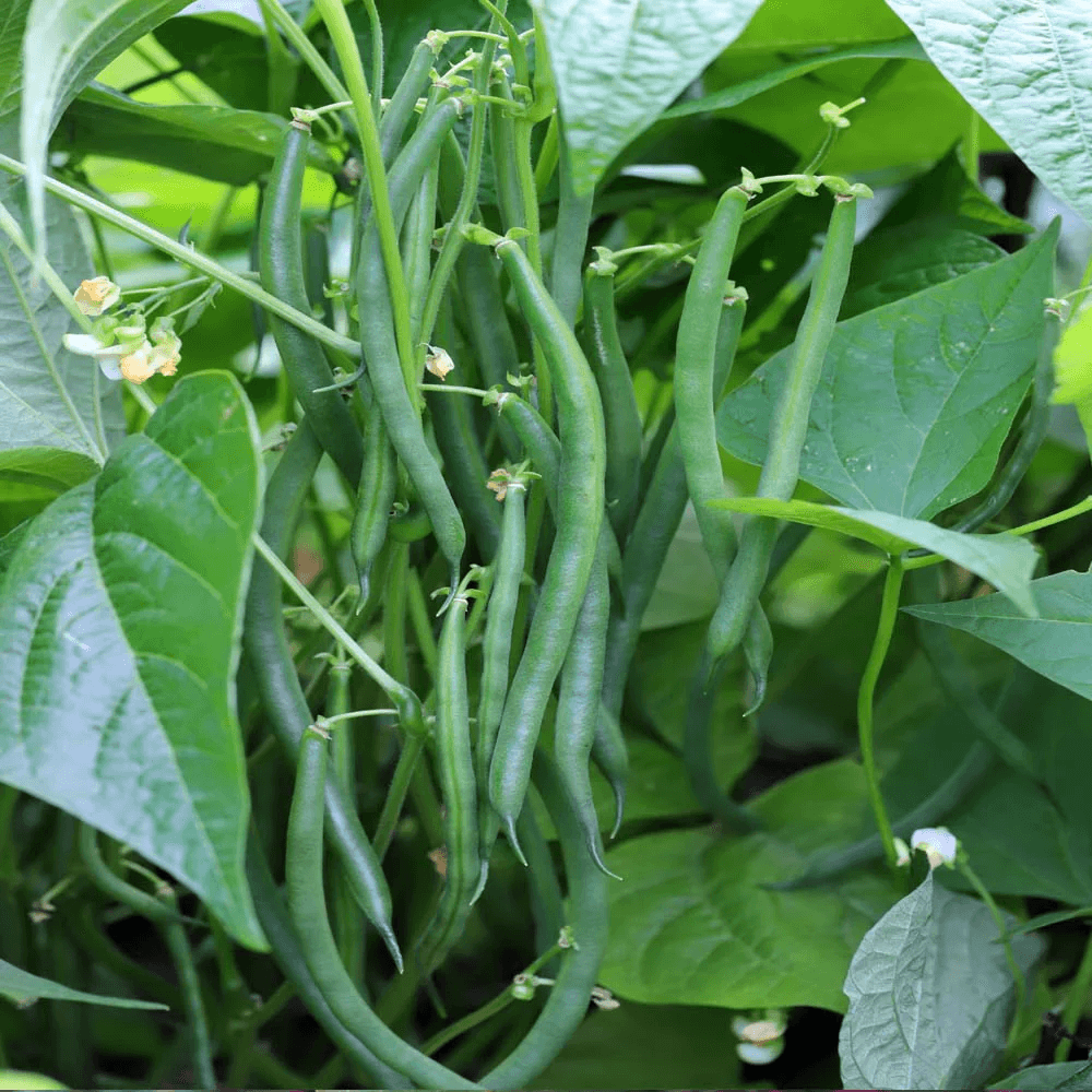 French Bean Seeds – Dwarf