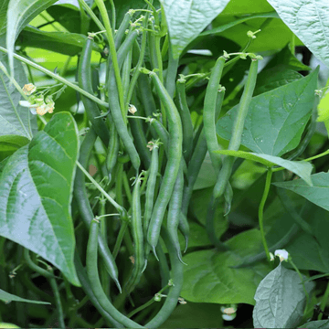 French Bean Seeds – Dwarf
