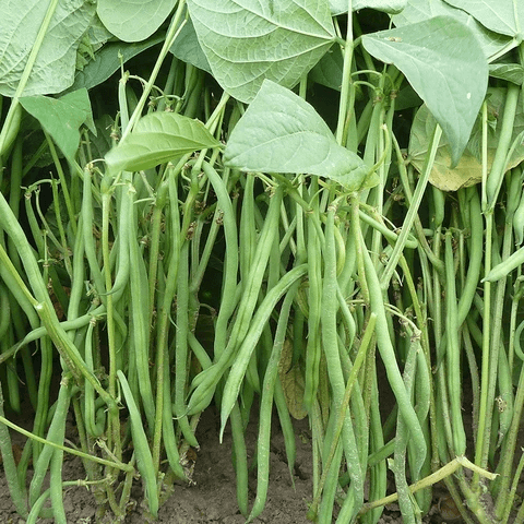 French Bean Seeds – Dwarf