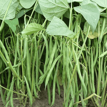 French Bean Seeds – Dwarf