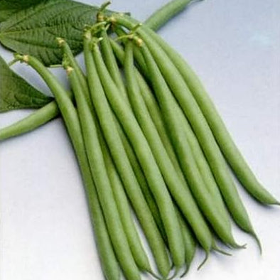 French Bean Seeds – Slenderette Green