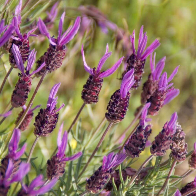 French Lavender Seeds