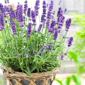 French Lavender Seeds