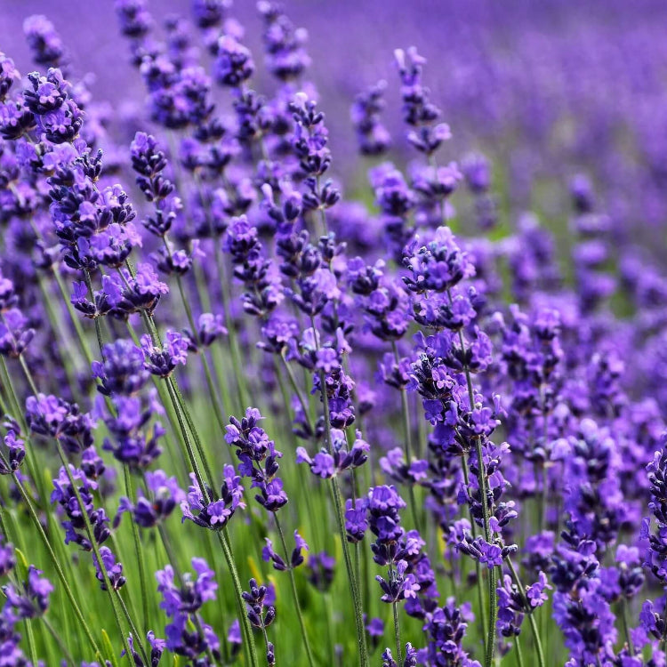 French Lavender Seeds