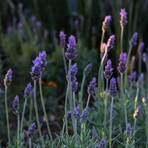 French Lavender Seeds