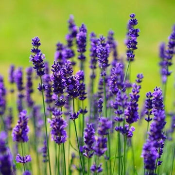 French Lavender Seeds