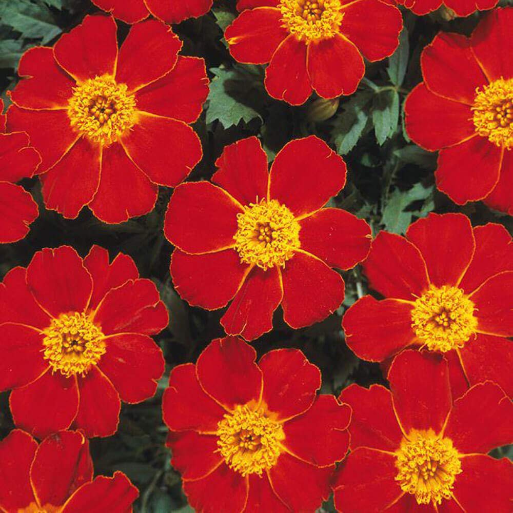 French Marigold Seeds – Disco Red
