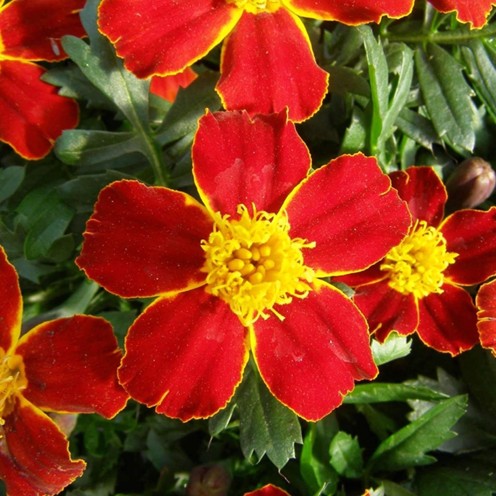 French Marigold Seeds – Disco Red
