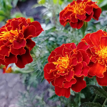 Marigold Seeds – Safari Red