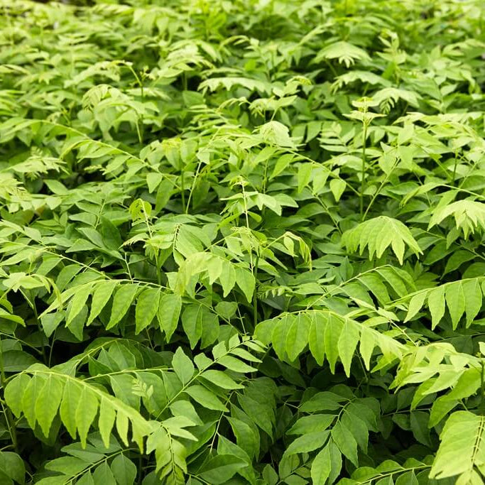 Fresh Curry Leaf Seeds - Herbal Plant