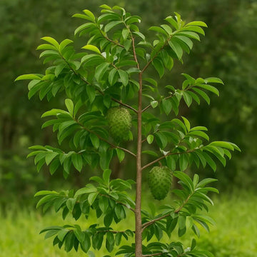 Fresh Soursop Seeds - Fruit Plant