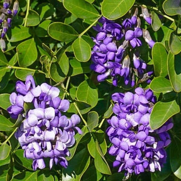 Frijolito Seeds