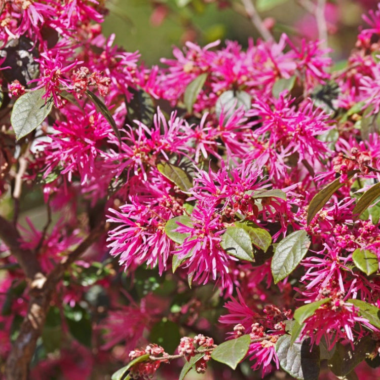 Fringe Seeds – Ornamental
