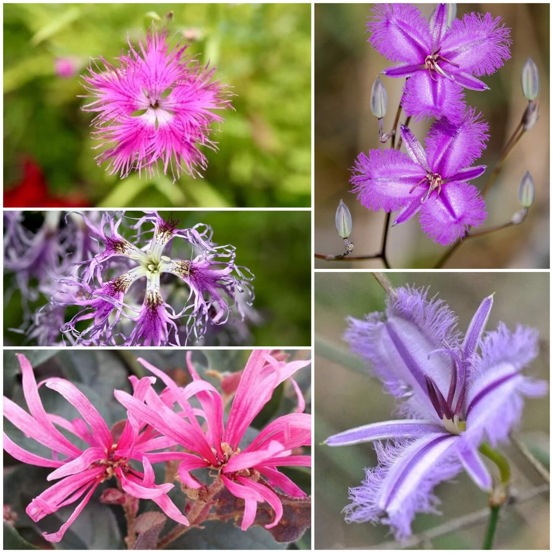 Fringe Seeds - All In One For Home Gardens
