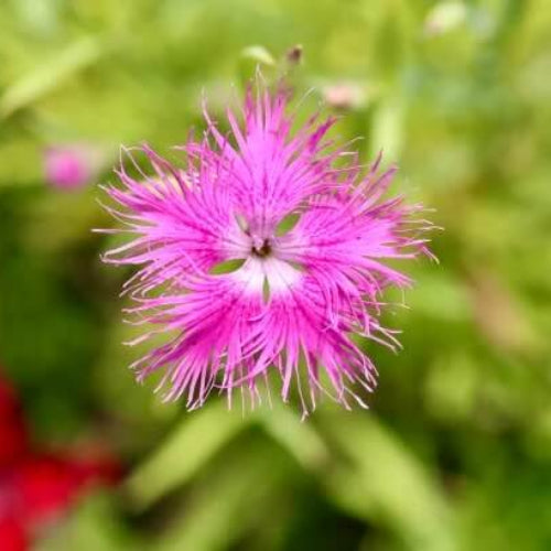 Fringe Seeds - All In One For Home Gardens