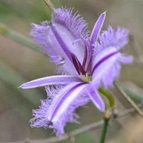 Fringe Seeds - All In One For Home Gardens