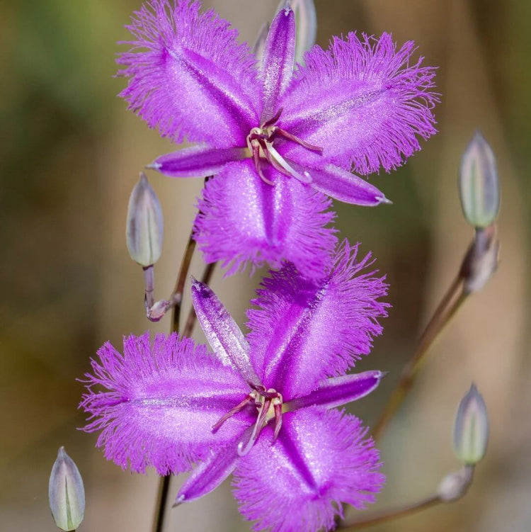 Fringe Seeds - All In One For Home Gardens