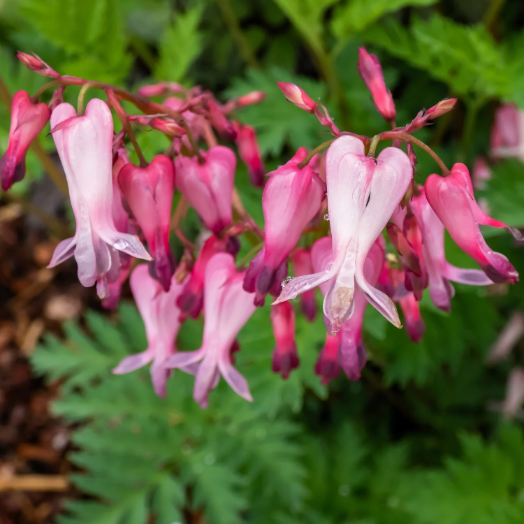 Fringed Bleeding Heart Seeds – Hardy Perennial Shade Plant
