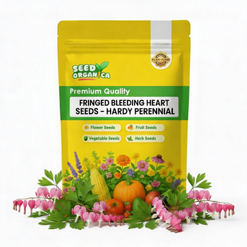 Fringed Bleeding Heart Seeds – Hardy Perennial