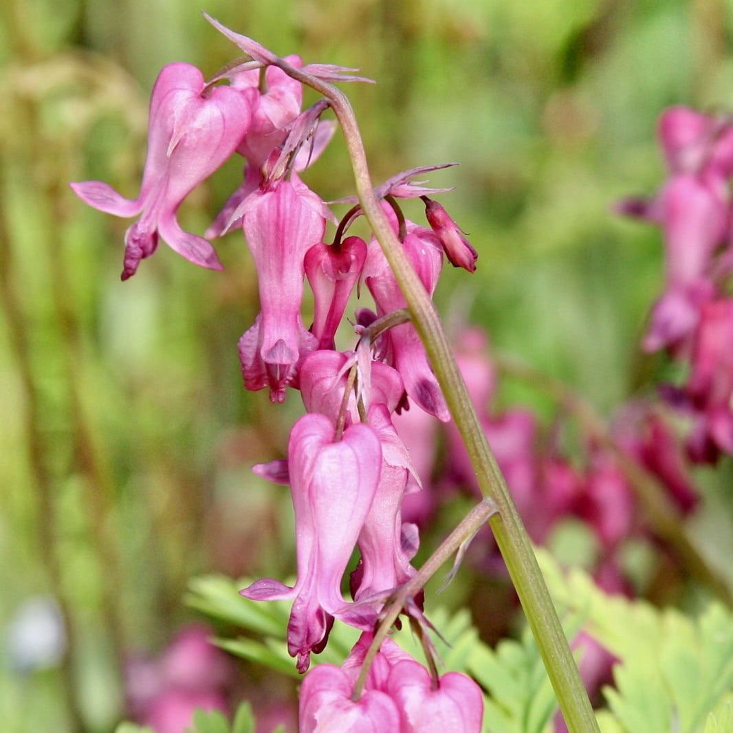 Fringed Bleeding Heart Seeds – Hardy Perennial Shade Plant
