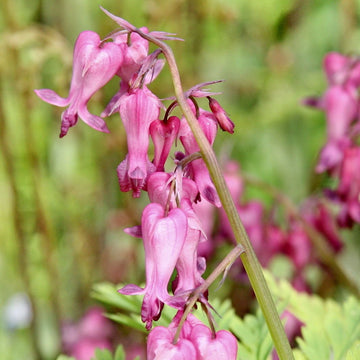 Fringed Bleeding Heart Seeds – Hardy Perennial Shade Plant

