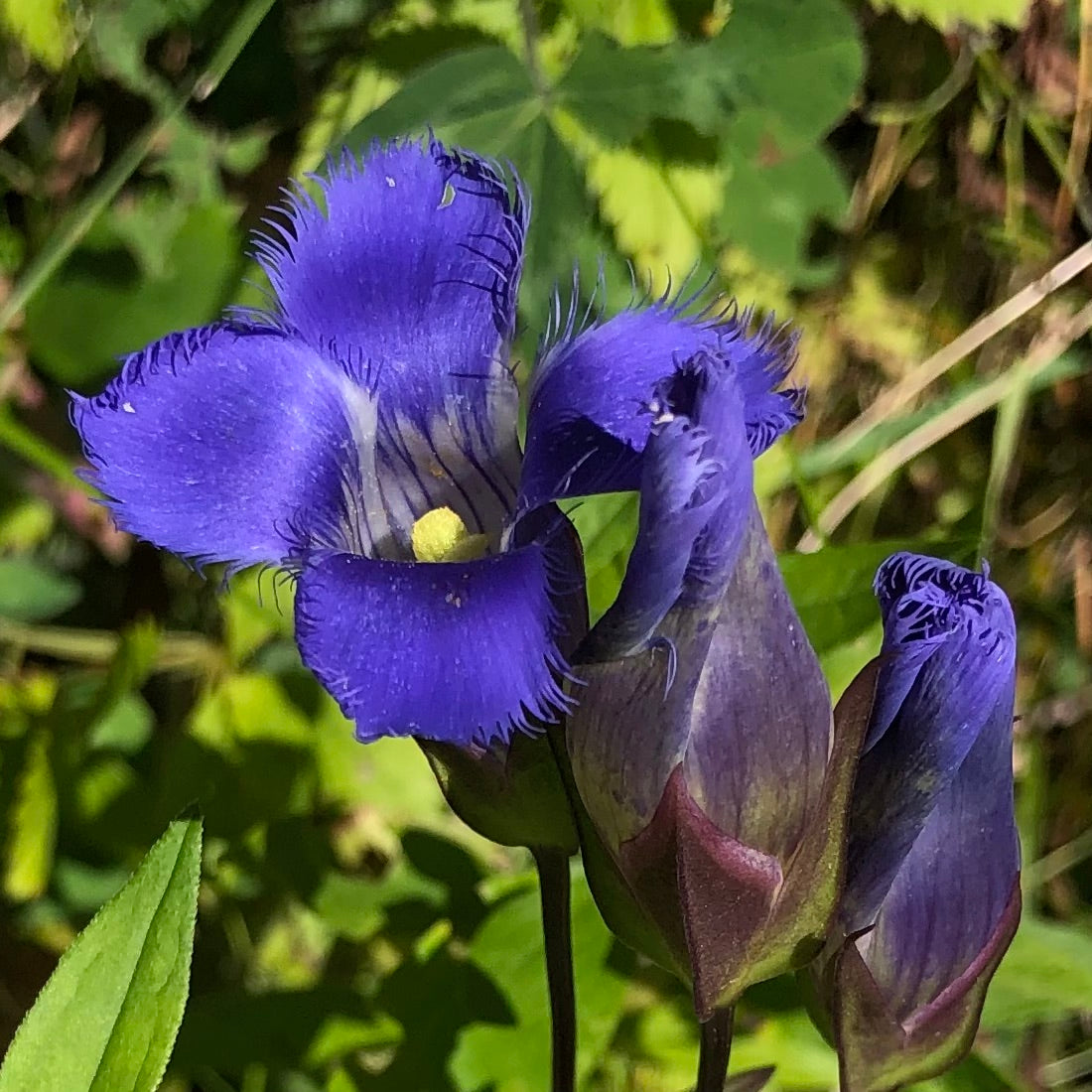 Fringed Gentian Seeds – Blue Purple
