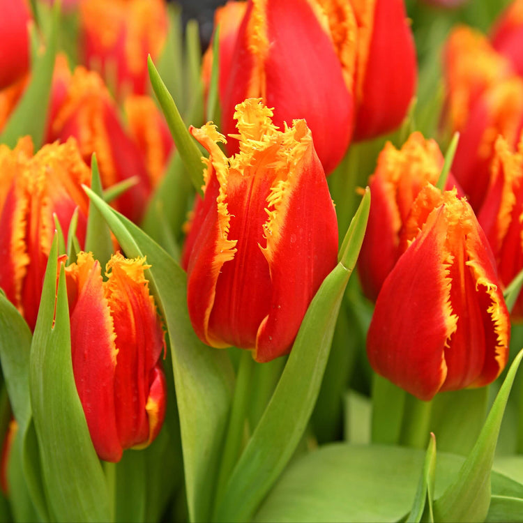 Fringed Tulip Seeds - Flower Plant