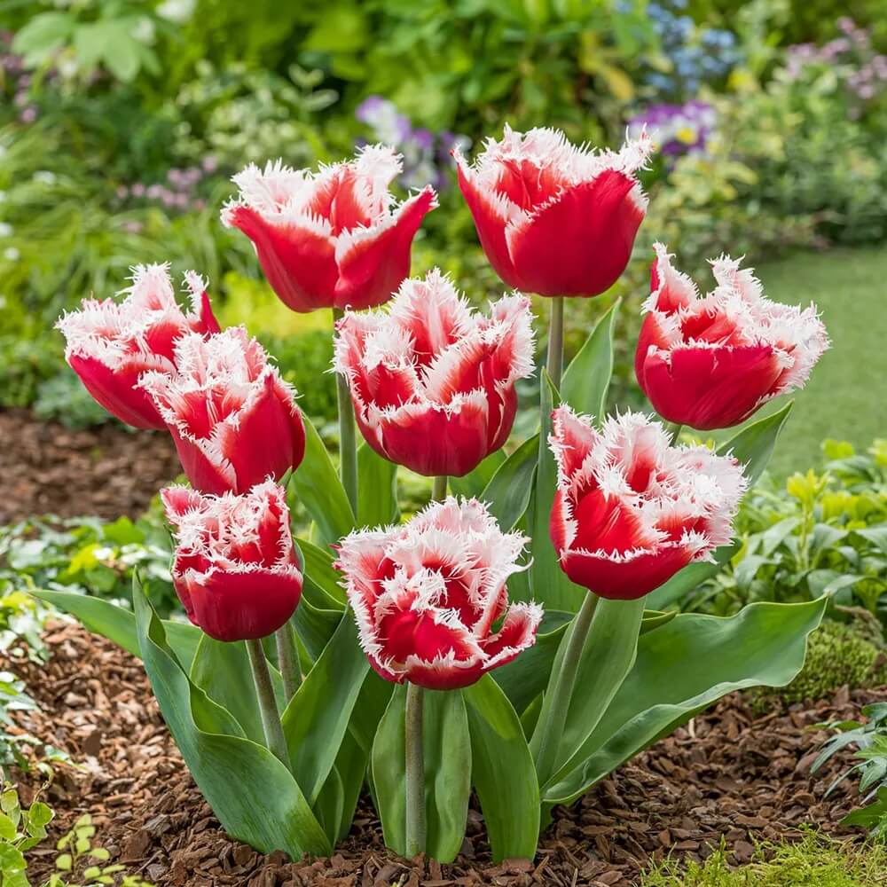 Fringed Tulip Seeds - Flower Plant