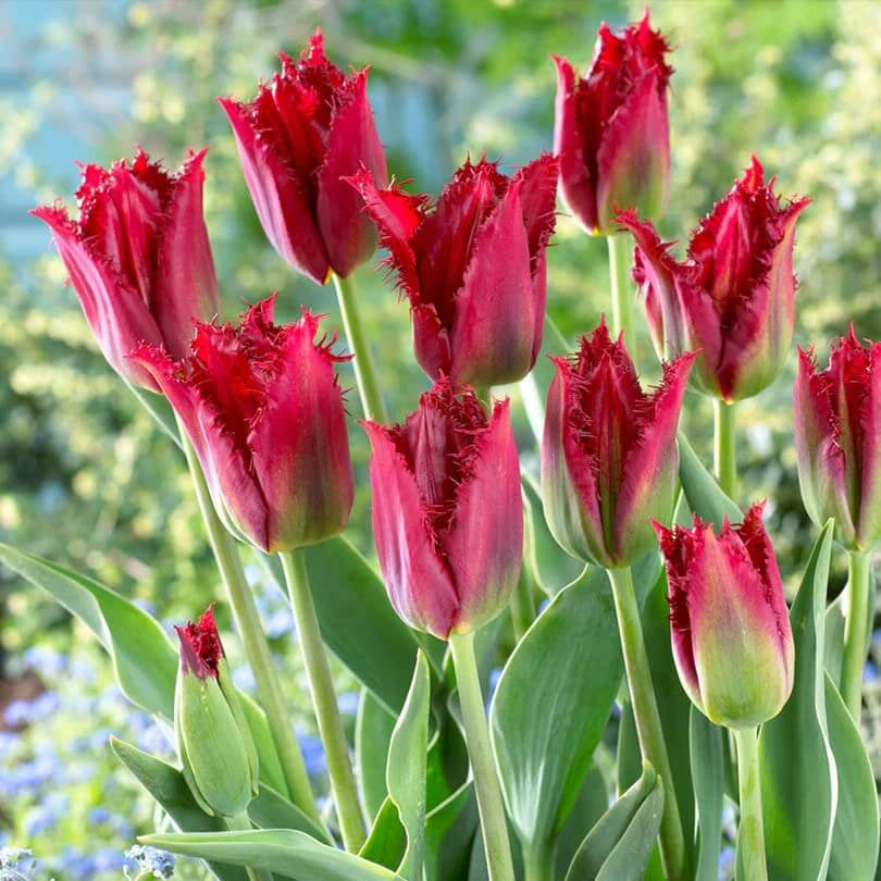 Fringed Tulip Seeds - Flower Plant