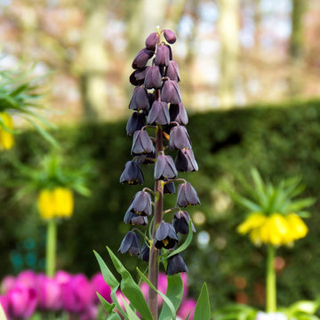 Fritillaria persica Seeds – Plum Bells
