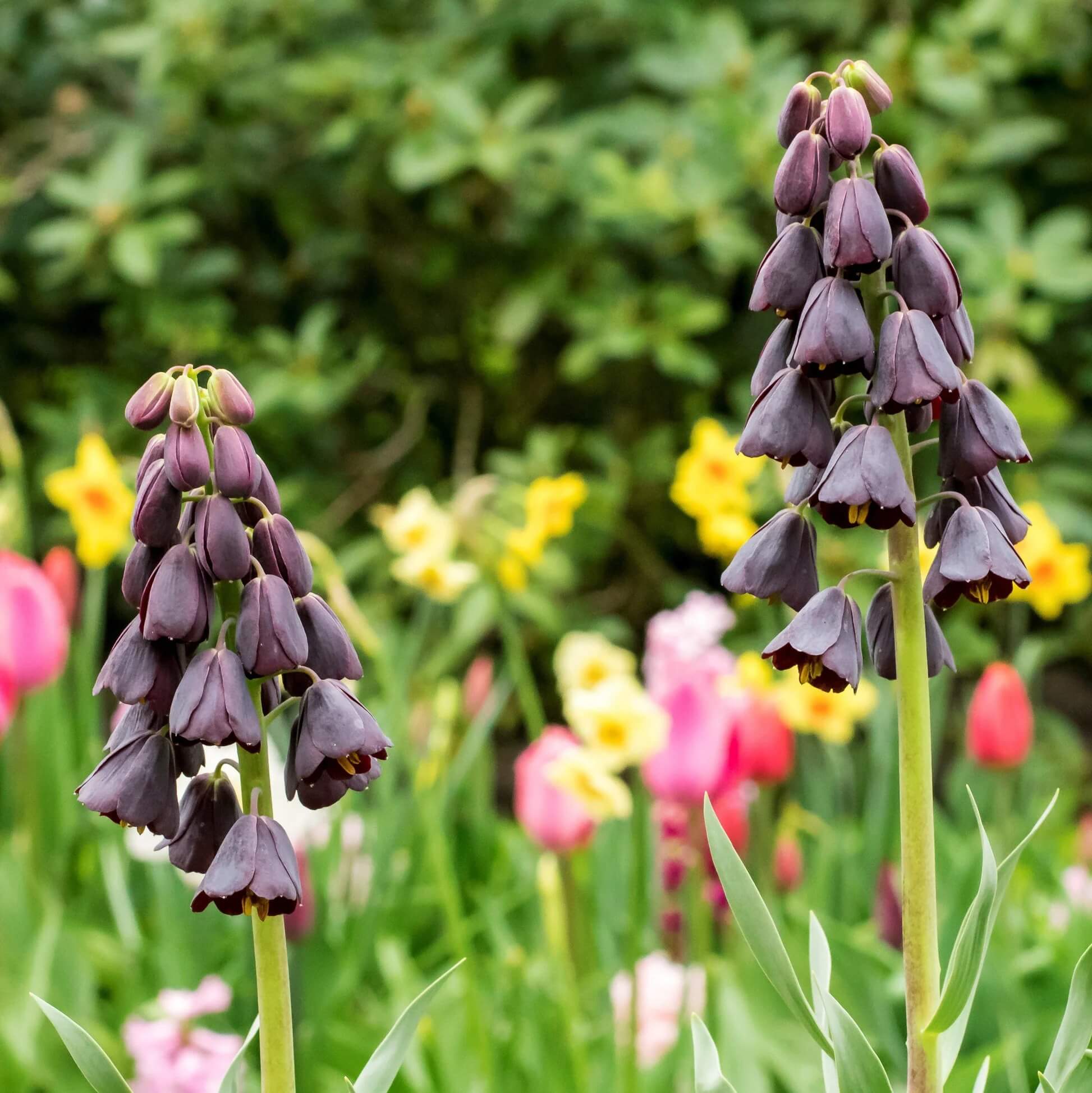 Fritillaria persica Seeds – Plum Bells
