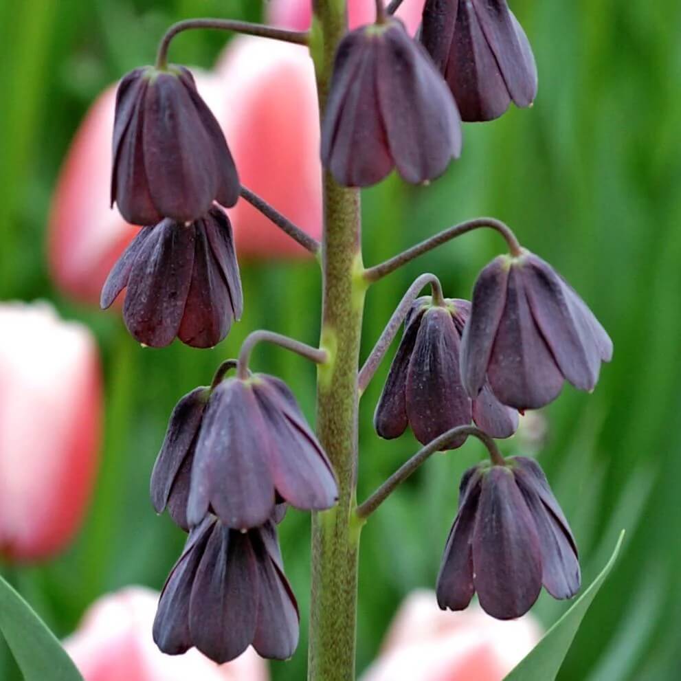 Fritillaria persica Seeds – Plum Bells
