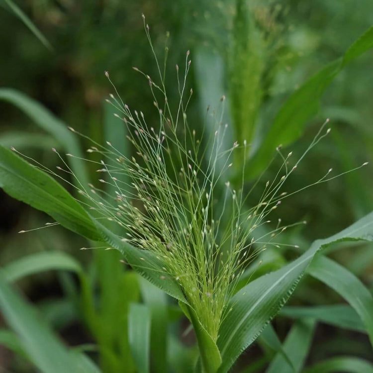 Frosted Explosion Seeds - Flower Plant