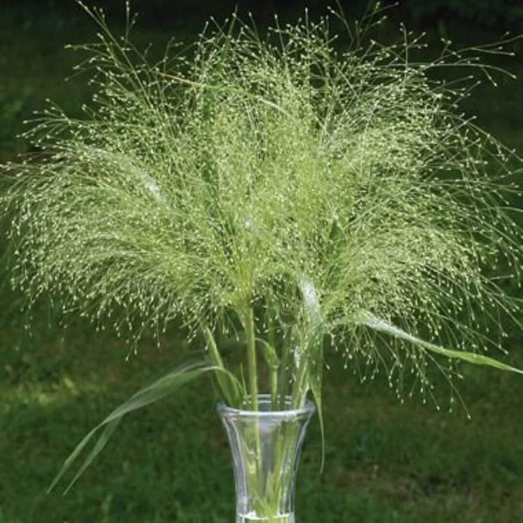 Frosted Explosion Seeds - Flower Plant