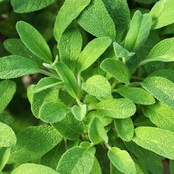 Fruit Sage Seeds - Herbal Plant