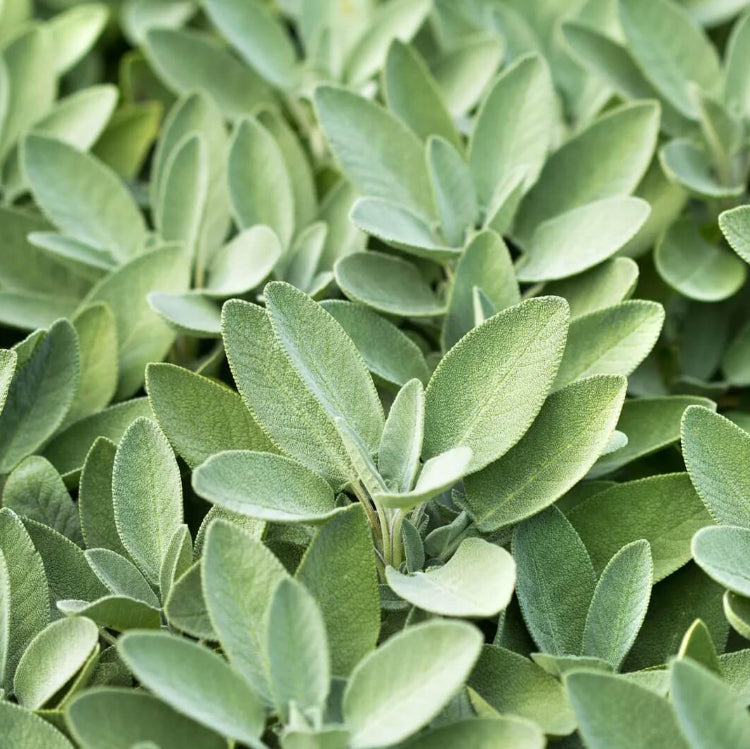 Fruit Sage Seeds - Herbal Plant