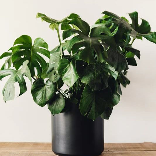 Fruit Salad Plant Seeds