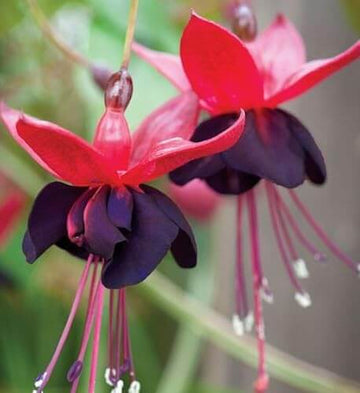 Fuchsia Seeds – Black & Pink – Wildflower