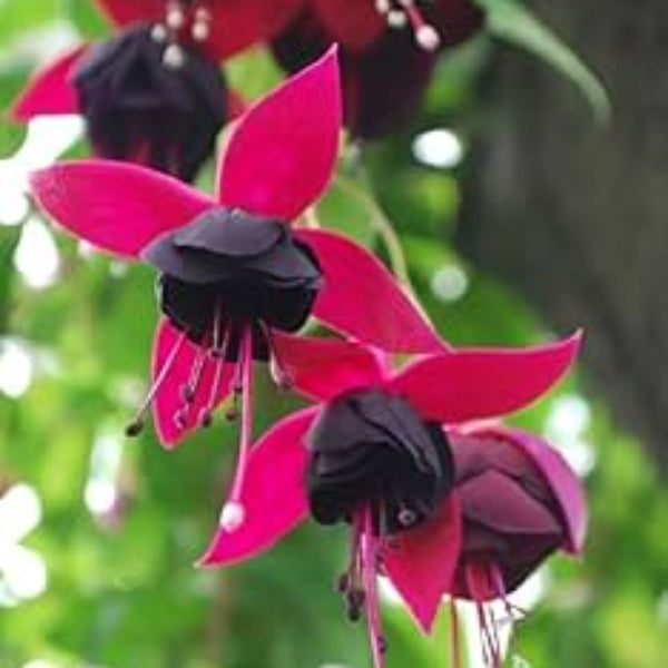 Fuchsia Seeds – Black & Pink – Wildflower