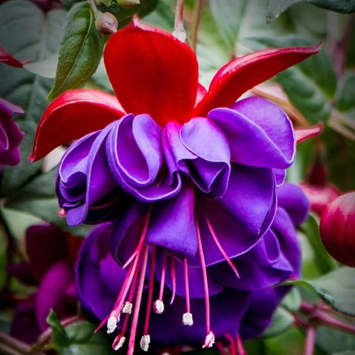 Fuchsia Seeds – Blue Red wildlflower