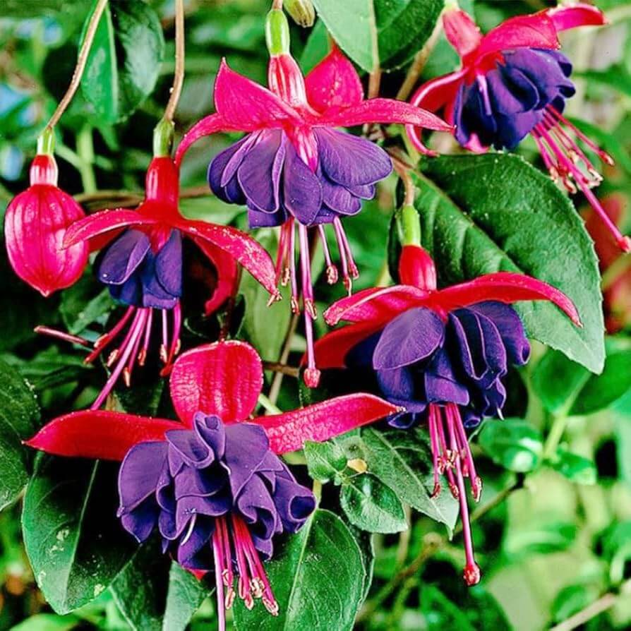 Fuchsia Seeds – Dark Eyes
